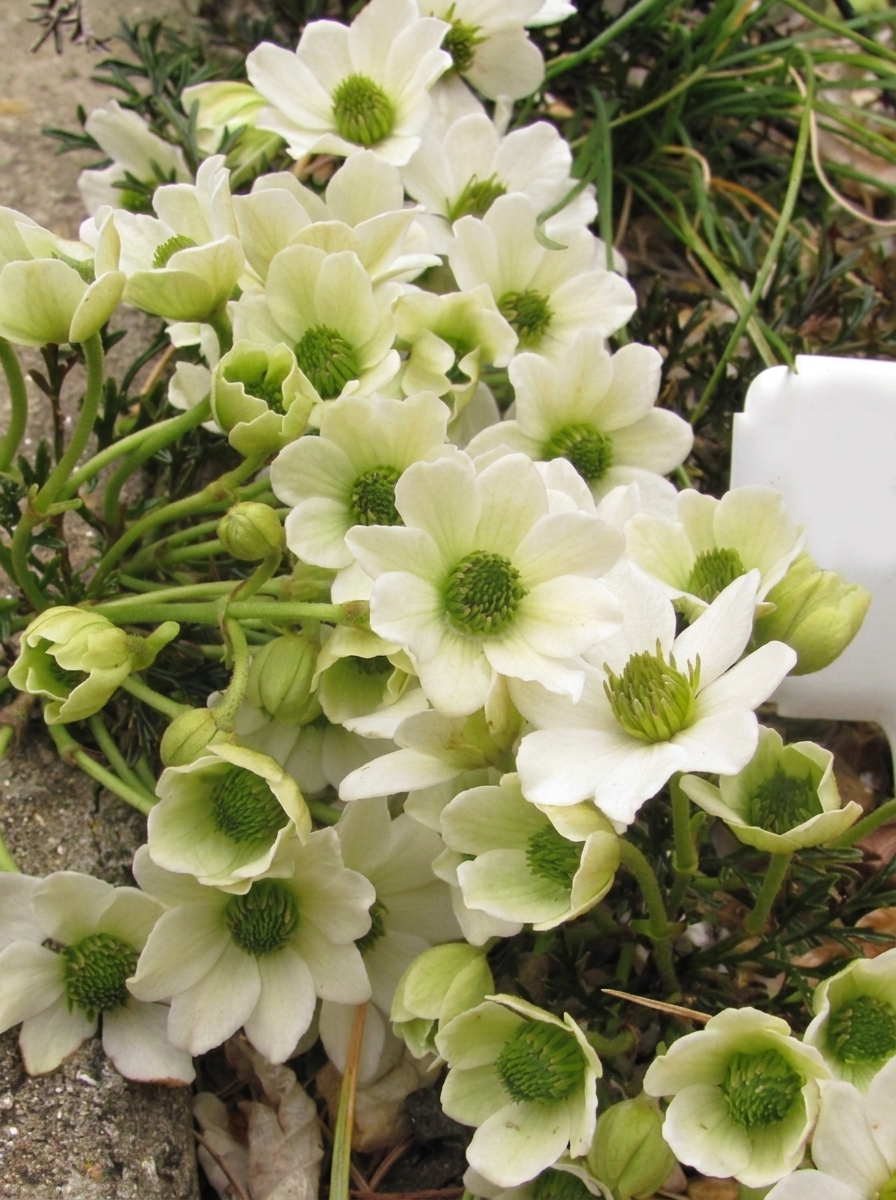 Clematis 'Hythe Egret'